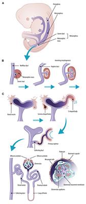 Editorial: The developing kidney: Perinatal aspects and relevance throughout life